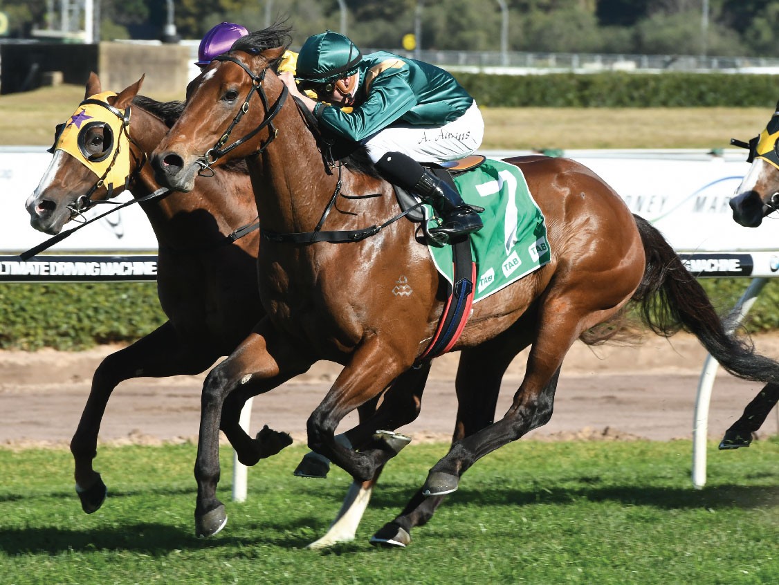Dracarys Thoroughbred Stallion Photo