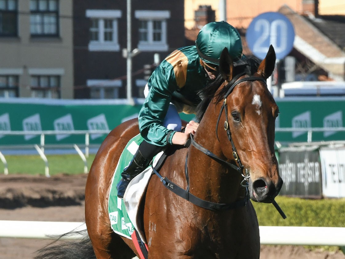 Dracarys Thoroughbred Stallion Photo