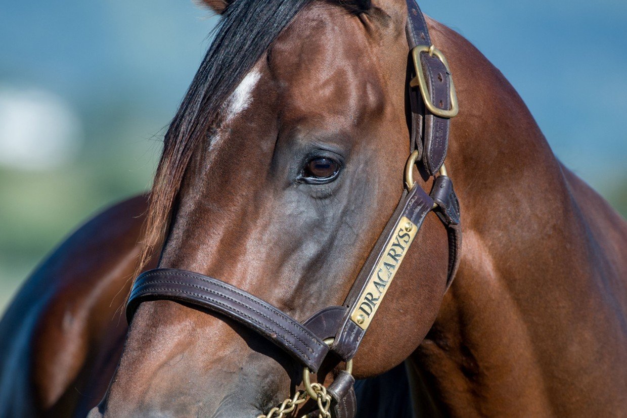 Dracarys Stallion